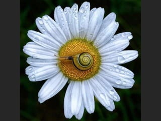 Squared circle (v.m.)