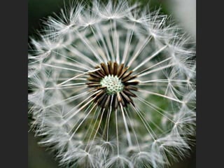 Squared circle (v.m.)