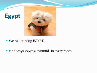 Egypt


 We call our dog EGYPT.


 He always leaves a pyramid in every room
 