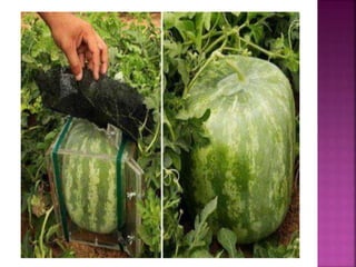 Square watermelon sowing method A Presentation By Mr Allah Dad Khan ...