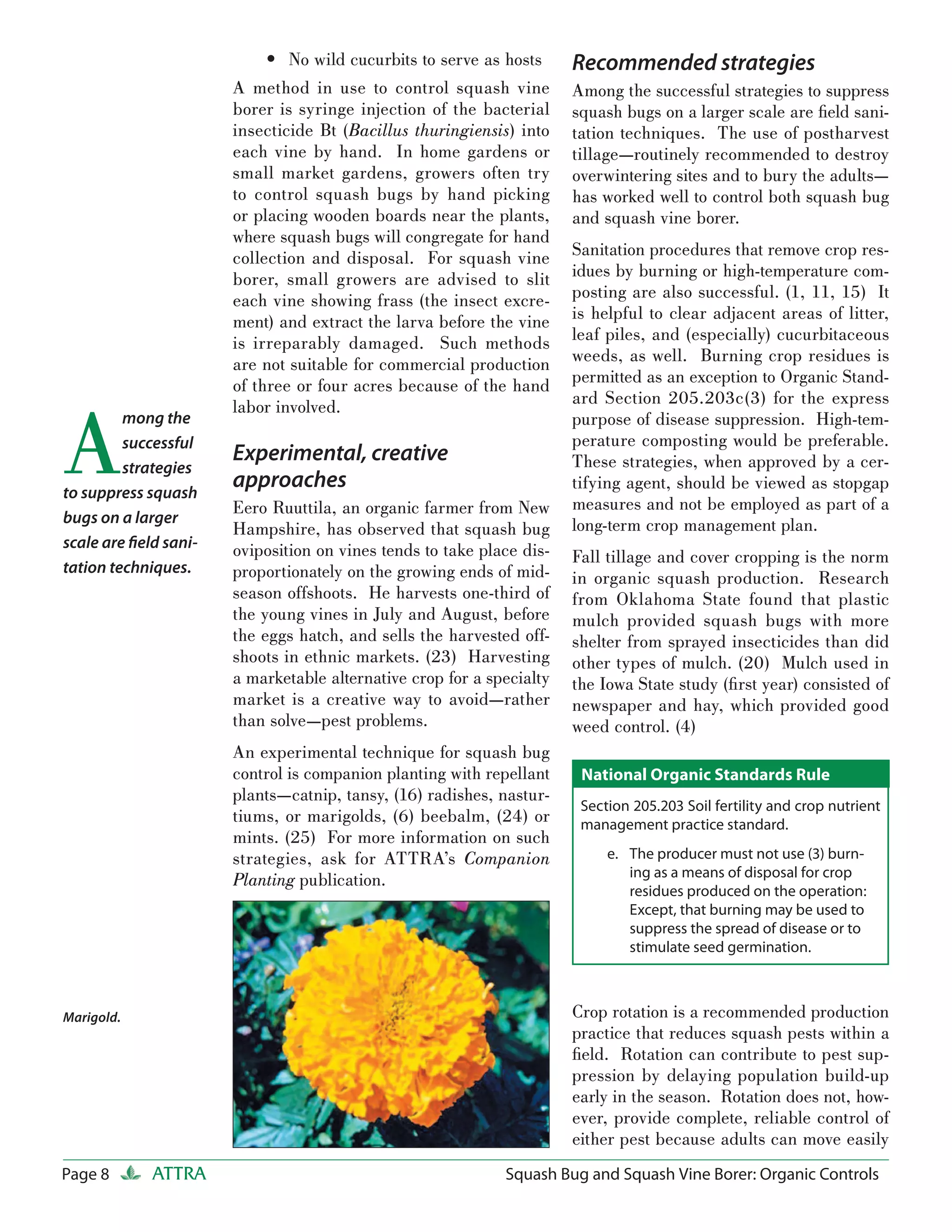 • No wild cucurbits to serve as hosts       Recommended strategies
                       A method in use to control squash vine          Among the successful strategies to suppress
                       borer is syringe injection of the bacterial     squash bugs on a larger scale are ﬁeld sani-
                       insecticide Bt (Bacillus thuringiensis) into    tation techniques. The use of postharvest
                       each vine by hand. In home gardens or           tillage—routinely recommended to destroy
                       small market gardens, growers often try         overwintering sites and to bury the adults—
                       to control squash bugs by hand picking          has worked well to control both squash bug
                       or placing wooden boards near the plants,       and squash vine borer.
                       where squash bugs will congregate for hand
                       collection and disposal. For squash vine        Sanitation procedures that remove crop res-
                       borer, small growers are advised to slit        idues by burning or high-temperature com-
                       each vine showing frass (the insect excre-      posting are also successful. (1, 11, 15) It
                       ment) and extract the larva before the vine     is helpful to clear adjacent areas of litter,
                       is irreparably damaged. Such methods            leaf piles, and (especially) cucurbitaceous
                       are not suitable for commercial production      weeds, as well. Burning crop residues is
                       of three or four acres because of the hand      permitted as an exception to Organic Stand-
                                                                       ard Section 205.203c(3) for the express


A
                       labor involved.
         mong the                                                      purpose of disease suppression. High-tem-
         successful                                                    perature composting would be preferable.
                       Experimental, creative                          These strategies, when approved by a cer-
         strategies
to suppress squash
                       approaches                                      tifying agent, should be viewed as stopgap
                       Eero Ruuttila, an organic farmer from New       measures and not be employed as part of a
bugs on a larger                                                       long-term crop management plan.
                       Hampshire, has observed that squash bug
scale are ﬁeld sani-   oviposition on vines tends to take place dis-   Fall tillage and cover cropping is the norm
tation techniques.     proportionately on the growing ends of mid-     in organic squash production. Research
                       season offshoots. He harvests one-third of      from Oklahoma State found that plastic
                       the young vines in July and August, before      mulch provided squash bugs with more
                       the eggs hatch, and sells the harvested off-    shelter from sprayed insecticides than did
                       shoots in ethnic markets. (23) Harvesting       other types of mulch. (20) Mulch used in
                       a marketable alternative crop for a specialty   the Iowa State study (ﬁrst year) consisted of
                       market is a creative way to avoid—rather        newspaper and hay, which provided good
                       than solve—pest problems.                       weed control. (4)
                       An experimental technique for squash bug
                       control is companion planting with repellant     National Organic Standards Rule
                       plants—catnip, tansy, (16) radishes, nastur-
                                                                        Section 205.203 Soil fertility and crop nutrient
                       tiums, or marigolds, (6) beebalm, (24) or        management practice standard.
                       mints. (25) For more information on such
                       strategies, ask for ATTRA’s Companion                e. The producer must not use (3) burn-
                                                                               ing as a means of disposal for crop
                       Planting publication.
                                                                               residues produced on the operation:
                                                                               Except, that burning may be used to
                                                                               suppress the spread of disease or to
                                                                               stimulate seed germination.



Marigold.                                                              Crop rotation is a recommended production
                                                                       practice that reduces squash pests within a
                                                                       ﬁeld. Rotation can contribute to pest sup-
                                                                       pression by delaying population build-up
                                                                       early in the season. Rotation does not, how-
                                                                       ever, provide complete, reliable control of
                                                                       either pest because adults can move easily
Page 8       ATTRA                                           Squash Bug and Squash Vine Borer: Organic Controls
 