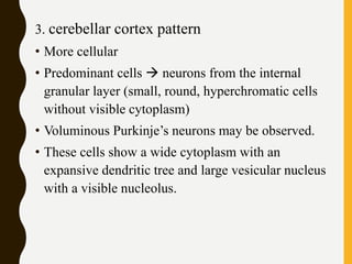 3. cerebellar cortex pattern
• More cellular
• Predominant cells  neurons from the internal
granular layer (small, round, hyperchromatic cells
without visible cytoplasm)
• Voluminous Purkinje’s neurons may be observed.
• These cells show a wide cytoplasm with an
expansive dendritic tree and large vesicular nucleus
with a visible nucleolus.
 
