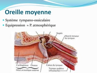 Oreille moyenne
 Système tympano-ossiculaire
 Equipression ≈ P. atmosphérique
 