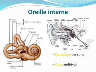 Oreille interne
 - Perception des sons
 - Voies auditives
 