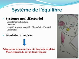 Système de l’équilibre
 Système multifactoriel
Le système vestibulaire
La vision
Le système proprioceptif (Superficiel, Profond)
Le cervelet
 Régulation complexe
Adaptation des mouvements du globe oculaire
Mouvements du corps dans l’espace
 