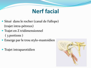 Nerf facial
 Situé dans le rocher (canal de Fallope)
(trajet intra-pétreux)
 Trajet en Z tridimensionnel
( 3 portions )
 Emerge par le trou stylo-mastoidien
 Trajet intraparotidien
 