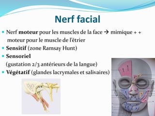 Nerf facial
 Nerf moteur pour les muscles de la face  mimique + +
moteur pour le muscle de l’étrier
 Sensitif (zone Ramsay Hunt)
 Sensoriel
(gustation 2/3 antérieurs de la langue)
 Végétatif (glandes lacrymales et salivaires)
 