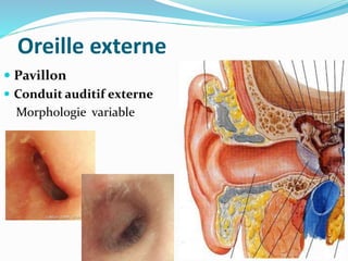Oreille externe
 Pavillon
 Conduit auditif externe
Morphologie variable
 