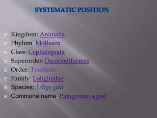 Squid | PPT
