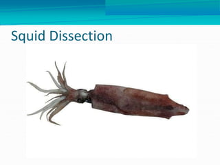 Squid Dissection
 