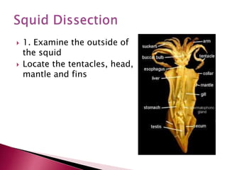  1. Examine the outside of
the squid
 Locate the tentacles, head,
mantle and fins
 