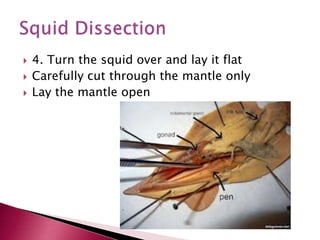  4. Turn the squid over and lay it flat
 Carefully cut through the mantle only
 Lay the mantle open
 