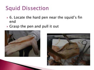  6. Locate the hard pen near the squid’s fin
end
 Grasp the pen and pull it out
 