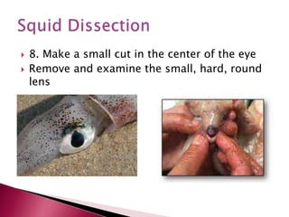  8. Make a small cut in the center of the eye
 Remove and examine the small, hard, round
lens
 