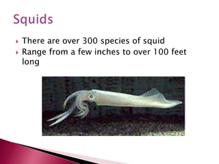  There are over 300 species of squid
 Range from a few inches to over 100 feet
long
 