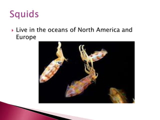  Live in the oceans of North America and
Europe
 