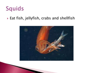  Eat fish, jellyfish, crabs and shellfish
 