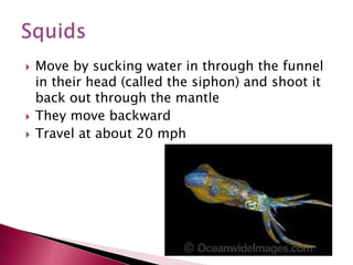  Move by sucking water in through the funnel
in their head (called the siphon) and shoot it
back out through the mantle
 They move backward
 Travel at about 20 mph
 