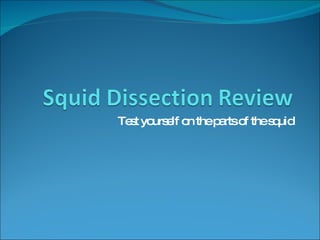 Test yourself on the parts of the squid 
