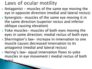  Antagonist - muscles of the same eye moving the
eye in opposite direction (medial and lateral rectus)
 Synergists- muscles of the same eye moving it in
the same direction (superior rectus and inferior
oblique causing elevation)
 Yoke muscles- muscles of both eyes moving the
eyes in same direction; medial rectus of both eyes
 Sherrington’s law- increase in innervation to one
muscle causes decreased innervation to its
antagonist (medial and lateral rectus)
 Hering’s law- equal innervation flows to yoke
muscles in eye movement ( medial rectus of both
eyes)
 
