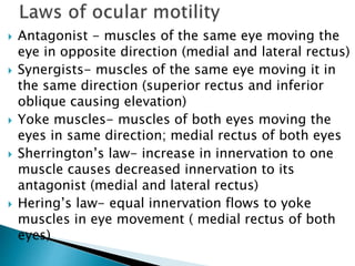  Antagonist - muscles of the same eye moving the
eye in opposite direction (medial and lateral rectus)
 Synergists- muscles of the same eye moving it in
the same direction (superior rectus and inferior
oblique causing elevation)
 Yoke muscles- muscles of both eyes moving the
eyes in same direction; medial rectus of both eyes
 Sherrington’s law- increase in innervation to one
muscle causes decreased innervation to its
antagonist (medial and lateral rectus)
 Hering’s law- equal innervation flows to yoke
muscles in eye movement ( medial rectus of both
eyes)
 