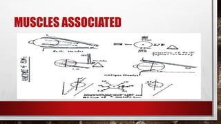 MUSCLES ASSOCIATED
 