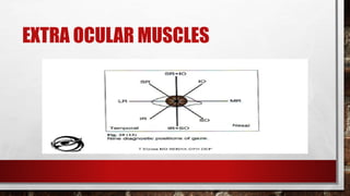 EXTRA OCULAR MUSCLES
 
