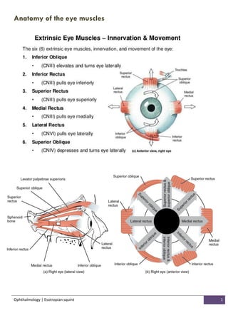 Ophthalmology | Esotropian squint 1
Anatomy of the eye muscles
 