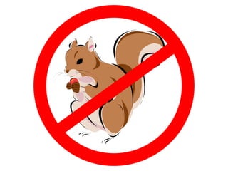 No Squirrels Allowed