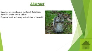 Abstract
Squirrels are members of the family Sciuridae.
Squirrels belong to the rodents.
They are small and funny animals live in the wild.