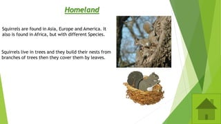 Homeland
Squirrels are found in Asia, Europe and America. It
also is found in Africa, but with different Species.
Squirrels live in trees and they build their nests from
branches of trees then they cover them by leaves.