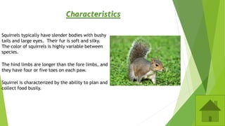 Characteristics
Squirrels typically have slender bodies with bushy
tails and large eyes. Their fur is soft and silky.
The color of squirrels is highly variable between
species.
The hind limbs are longer than the fore limbs, and
they have four or five toes on each paw.
Squirrel is characterized by the ability to plan and
collect food busily.