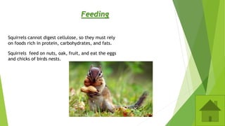 Feeding
Squirrels cannot digest cellulose, so they must rely
on foods rich in protein, carbohydrates, and fats.
Squirrels feed on nuts, oak, fruit, and eat the eggs
and chicks of birds nests.