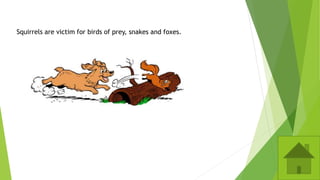 Squirrels are victim for birds of prey, snakes and foxes.