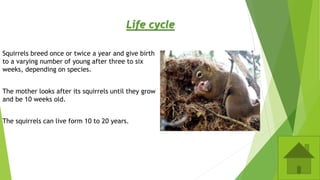 Life cycle
Squirrels breed once or twice a year and give birth
to a varying number of young after three to six
weeks, depending on species.
The mother looks after its squirrels until they grow
and be 10 weeks old.
The squirrels can live form 10 to 20 years.