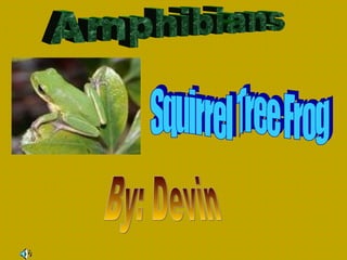 Amphibians Squirrel Tree Frog By: Devin 
