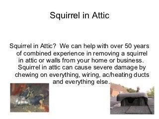 Squirrel in Attic


Squirrel in Attic? We can help with over 50 years
  of combined experience in removing a squirrel
   in attic or walls from your home or business.
  Squirrel in attic can cause severe damage by
 chewing on everything, wiring, ac/heating ducts
                 and everything else.
 