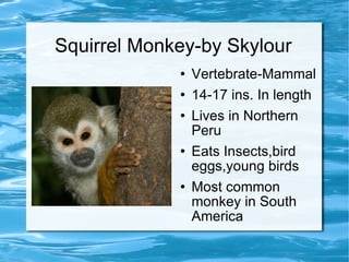 Squirrel Monkey-by Skylour ,[object Object],[object Object],[object Object],[object Object],[object Object]