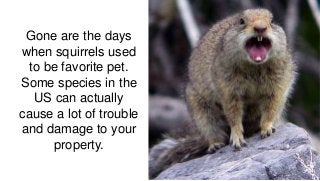 Gone are the days
when squirrels used
to be favorite pet.
Some species in the
US can actually
cause a lot of trouble
and damage to your
property.
 