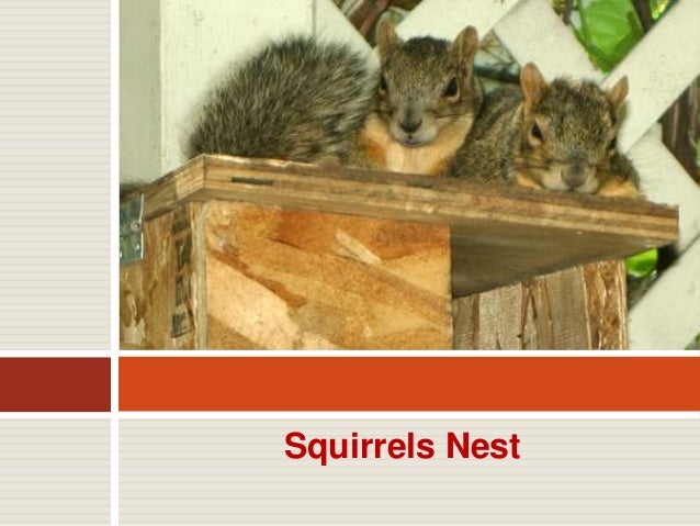 Squirrel Pest Control Services