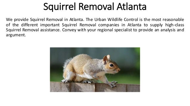 Squirrel Removal Atlanta
We provide Squirrel Removal in Atlanta. The Urban Wildlife Control is the most reasonable
of the different important Squirrel Removal companies in Atlanta to supply high-class
Squirrel Removal assistance. Convey with your regional specialist to provide an analysis and
argument.
 