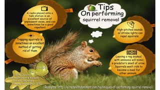 Squirrel removal tips