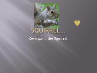 Squirrel… Revenge of the Squirrel! 