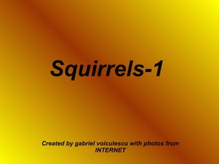Squirrels-1   Created by gabriel voiculescu with photos from INTERNET 