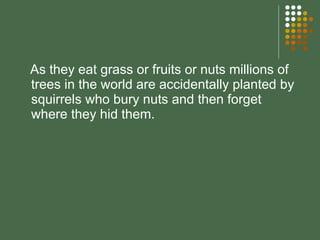 As they eat grass or fruits or nuts millions of trees in the world are accidentally planted by squirrels who bury nuts and then forget where they hid them. 