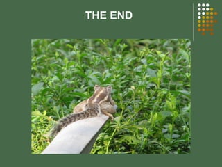     THE END 