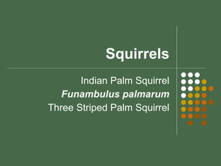 Squirrels Indian Palm Squirrel Funambulus palmarum Three Striped Palm Squirrel 
