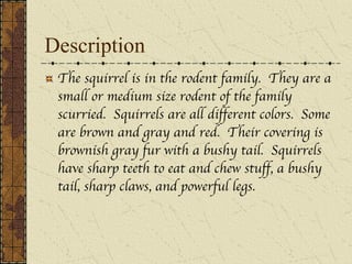 Description The squirrel is in the rodent family. They are a small or medium size rodent of the family scurried. Squirrels are all different colors. Some are brown and gray and red. Their covering is brownish gray fur with a bushy tail. Squirrels have sharp teeth to eat and chew stuff, a bushy tail, sharp claws, and powerful legs.