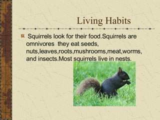Living Habits Squirrels look for their food.Squirrels are omnivores they eat seeds, nuts,leaves,roots,mushrooms,meat,worms, and insects.Most squirrels live in nests.