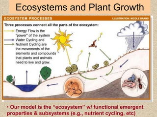 Ecosystems and Plant Growth
• Our model is the “ecosystem” w/ functional emergent
properties & subsystems (e.g., nutrient cycling, etc)
 